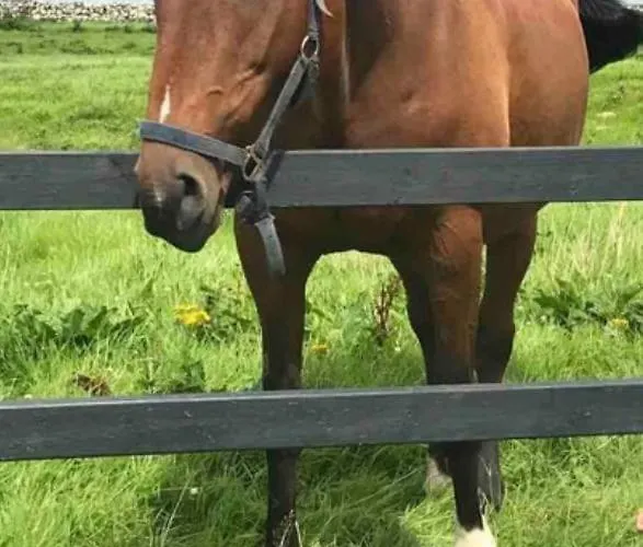 Luxury 4 Bedroom In * 둘린