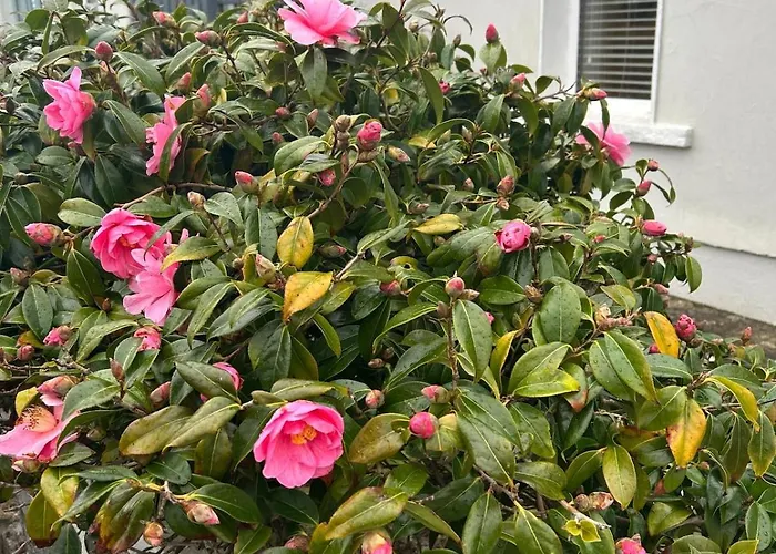 펜션 Luxury 4 Bedroom In 둘린